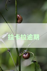 拉卡拉逾期的正常流程是什么，了解拉卡拉逾期处理的正常流程