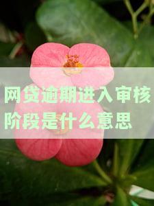 网贷逾期排期审核时间：多久能完成？