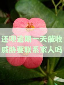 还呗逾期一天催收威胁要联系家人吗怎么办，遇到还呗逾期催收威胁要联系家人的情况，应该如何处理？