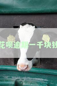 花呗逾期一千块钱-花呗1000逾期1个月会产生多少费用