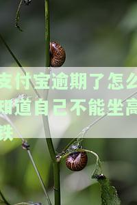 支付宝逾期了怎么知道自己不能坐高铁-支付宝逾期了怎么知道自己不能坐高铁了
