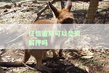 如何解决征信逾期问题：垫资解押方案全解析