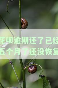 花呗逾期还了已经五个月了还没恢复