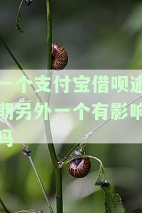 借呗逾期会从另个支付宝帐号里扣款吗，借呗逾期是否会从另一个支付宝账号扣款？答案在这里！