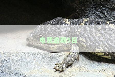 电费逾期是几天算逾期？超过几天会被扣费？