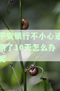 平安银行不小心逾期了10天怎么办呢怎么解决，如何解决平安银行信用卡逾期10天的问题？
