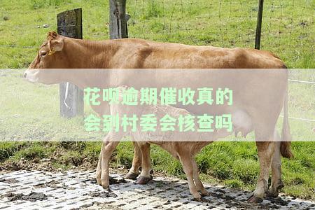 花呗逾期催收真的会到村委会核查吗？安全性如何？