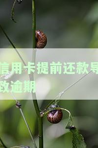 信用卡提前还款导致逾期怎么办，信用卡提前还款引发逾期，如何解决？