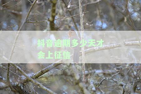 抖音逾期多久上征信？影响及后果深度解析