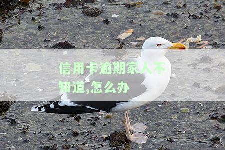 信用卡逾期家人不知道,怎么办理，信用卡逾期未被家人发现，如何处理？