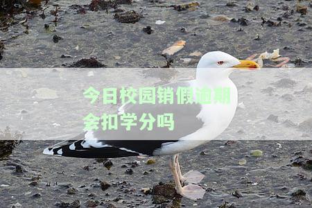 今日校园销假逾期会扣学分吗