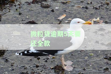 微粒贷逾期5天要还全款嘛，是否需要全额还款？微粒贷逾期5天的处理方式
