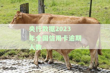 央行数据2023年全国信用卡逾期人数