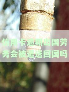 信用卡逾期出国劳务是否会被遣送回国？知乎上有相关回答吗？