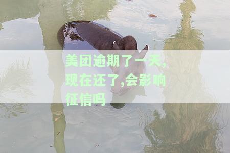 美团逾期一天，对信用有多大影响？