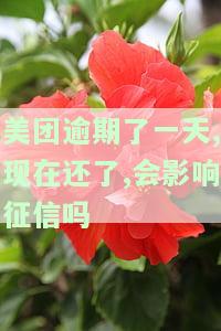 美团逾期了一天,现在还了,会影响征信吗-美团逾期了一天,现在还了,会影响征信吗