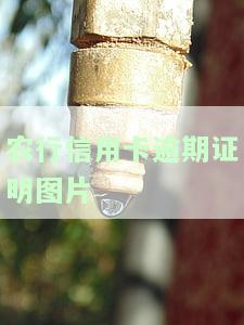 农业银行逾期证明章图片，获取农业银行逾期证明章图片的指南