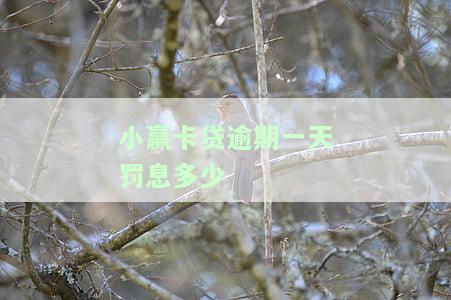 小赢卡贷逾期一天，征信会受影响吗？2023年的记录是否会保留？