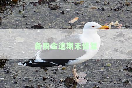 备用金逾期未修复会怎么样，重要提醒：备用金逾期未修复的后果严重，不可忽视！
