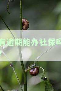 有逾期能办社保吗移动，关于社保，逾期还能办理吗？中国移动用户解答
