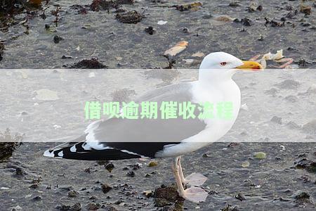 借呗逾期催收流程是什么，深入了解：借呗逾期催收的详细流程