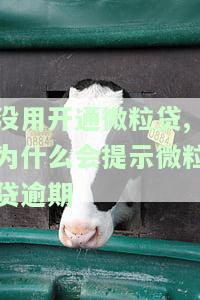 没有申请过微粒贷，为何显示有逾期欠款记录？