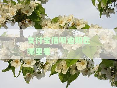 怎么看支付宝借呗逾期怎么办，支付宝借呗逾期处理指南：教你如何应对逾期问题
