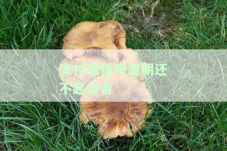 '支付宝借呗逾期还不起怎么办？解决办法大公开！'