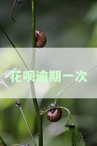 花呗逾期一次-花呗逾期了几天,现在还了,会影响征信吗