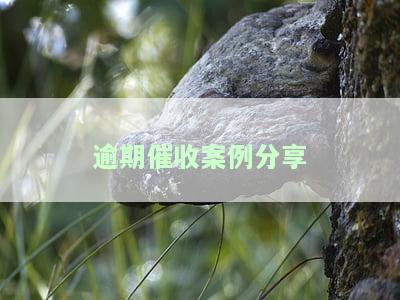 逾期贷款催收案例，逾期贷款催收：真实案例解析与应对策略