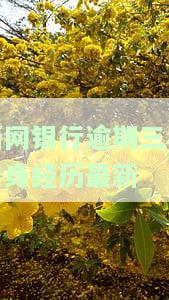 新网银行逾期还款后能否继续使用？安全性如何？