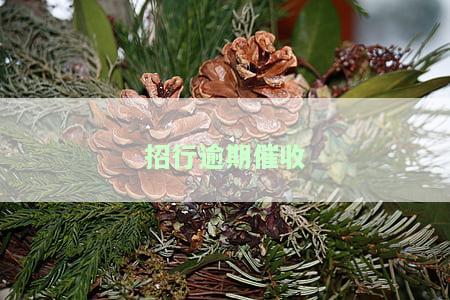 招行逾期催收电话：难听、无协商，催款坚决！