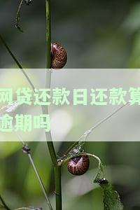 网贷还款日会自动扣款吗，自动扣款？了解网贷还款日的相关知识