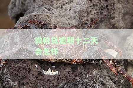 微粒贷逾期十二天会如何处理？影响及解决方法全解析