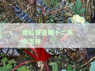微粒贷逾期13天会全款还吗，关于微粒贷逾期13天的处理方式：需要全额还款吗？