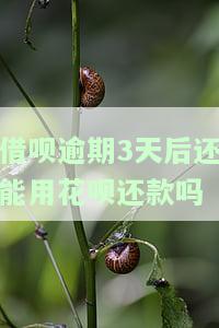 借呗逾期三天还能使用吗？影响与解决方案