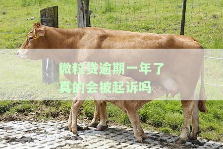 微粒贷逾期一年了真的会被起诉吗，【热点】警惕！微粒贷逾期一年，真的会面临被起诉的风险吗？