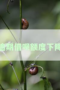 逾期借呗额度下降怎么办？如何恢复借呗额度？