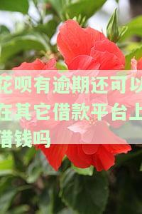花呗有逾期，还能在其他借款平台借款吗？安全性如何？
