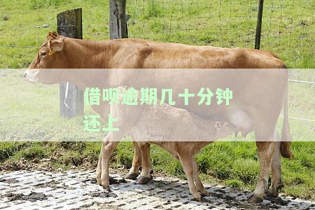 借呗逾期几十分钟还上