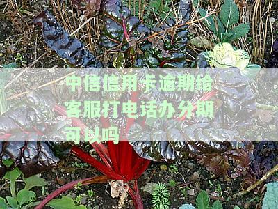 中信信用卡逾期给客服打电话办分期可以吗