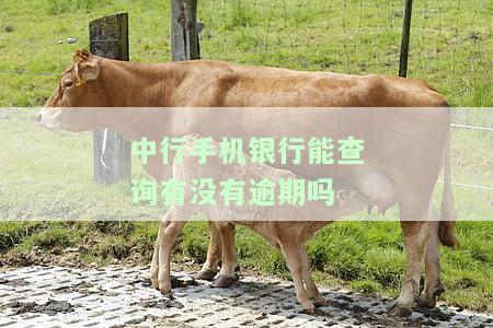 中行手机银行：查询交易记录的时间围