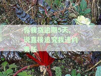 你我贷逾期5天,说直接追究我违约责任-你我贷逾期5天,说直接追究我违约责任吗
