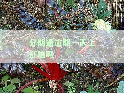 分期通逾期一天上征信吗有影响吗，关于分期通逾期一天的影响：是否会上征信？