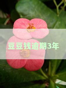 豆豆钱逾期3年，能否协商期还款？逾期1个月、3天无力偿还，解决方案是什么？