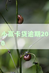 小赢卡贷逾期20天，对方要求录音备案并移交，是否真实？