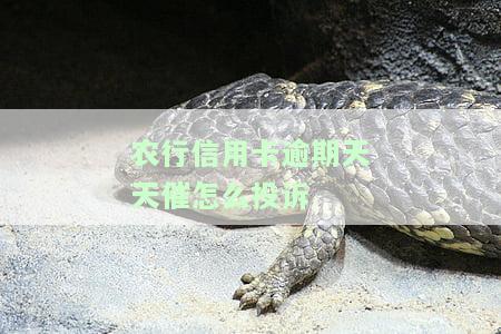农行信用卡逾期天天催怎么投诉-2021年农业银行信用卡逾期新法规