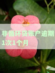 非循环贷账户逾期一个月，重要提醒：非循环贷账户逾期一个月，立即处理以避免进一步影响