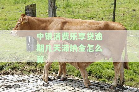 中银消费乐享贷利息，了解中银消费乐享贷的利息详情