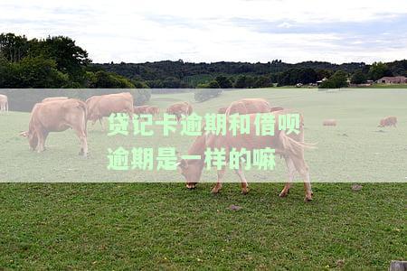 贷记卡逾期是否会影响贷款？知乎网友热议